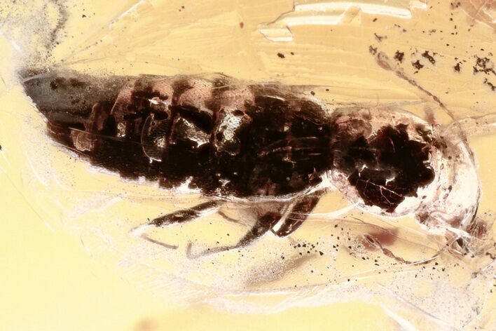Detailed Fossil Rove Beetle (Euaestethinae) in Baltic Amber #357773